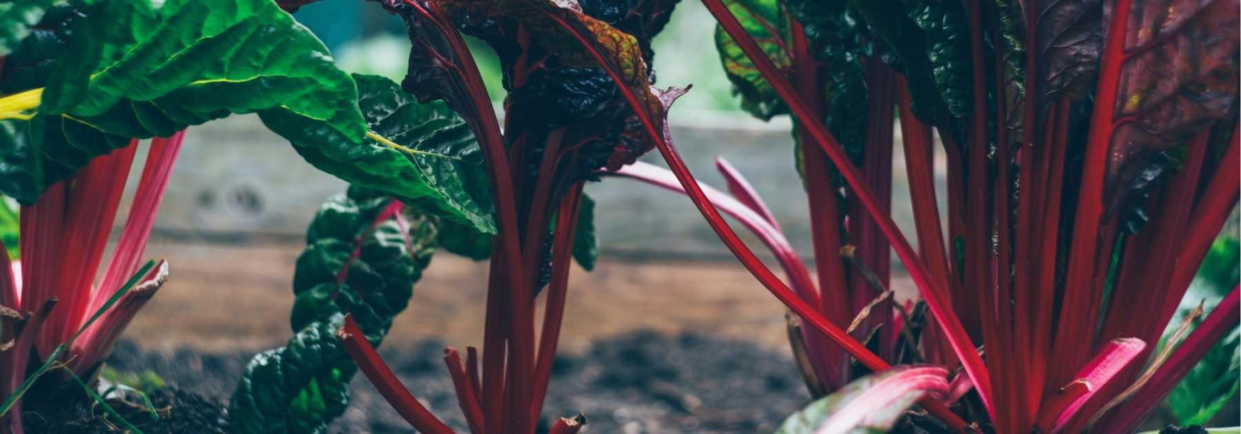 Shaded Vegetable Garden