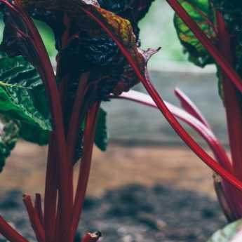 Shaded Vegetable Garden
