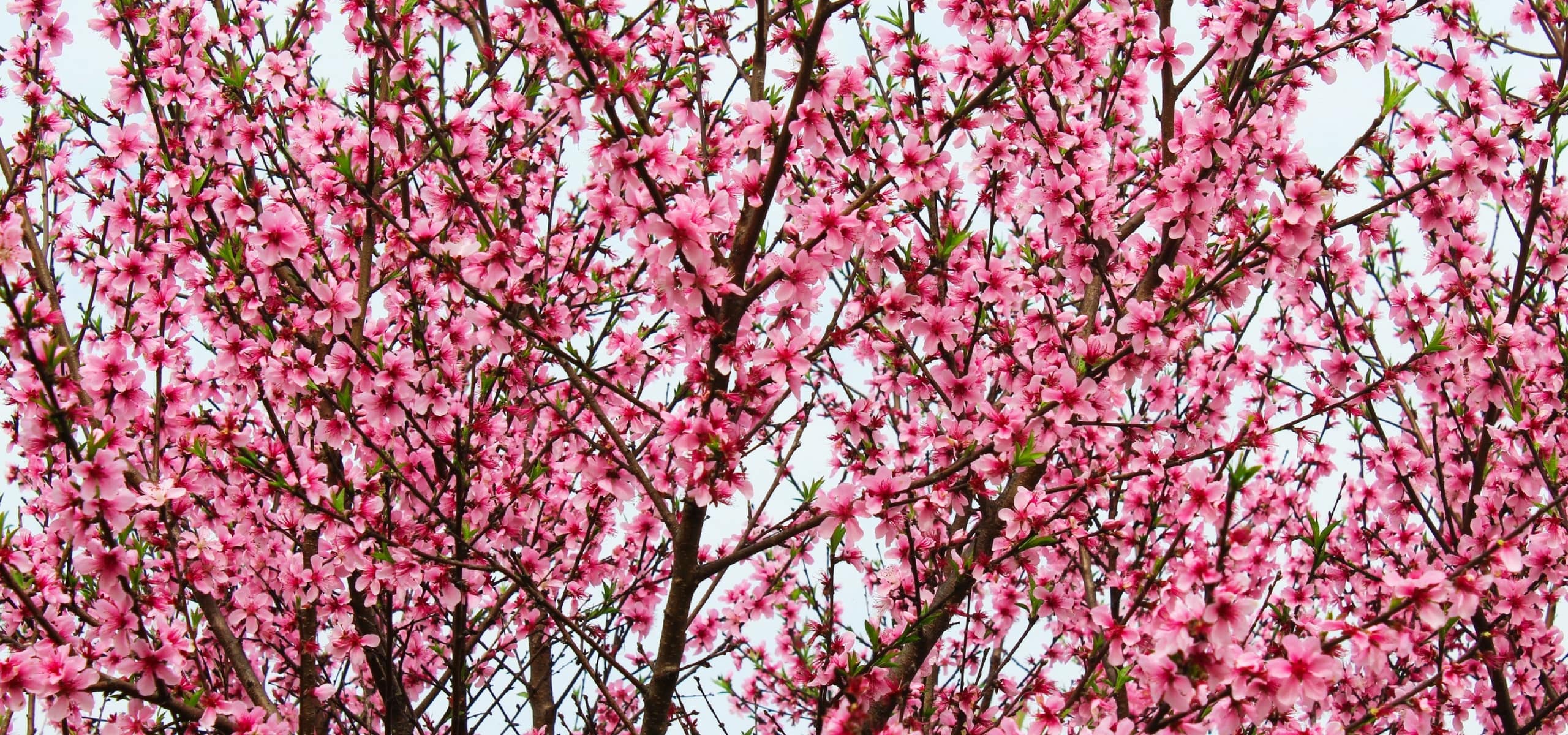 Peach and Nectarine Trees: Planting, Pruning and Care