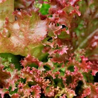 Growing Lettuce Successfully