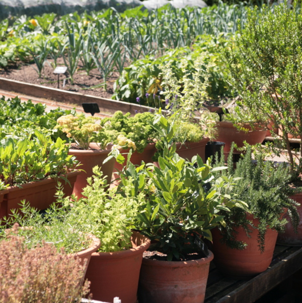 Aromatic herbs: 5 good ways to integrate them into your garden