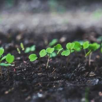 Sowing with heat or on a hotbed