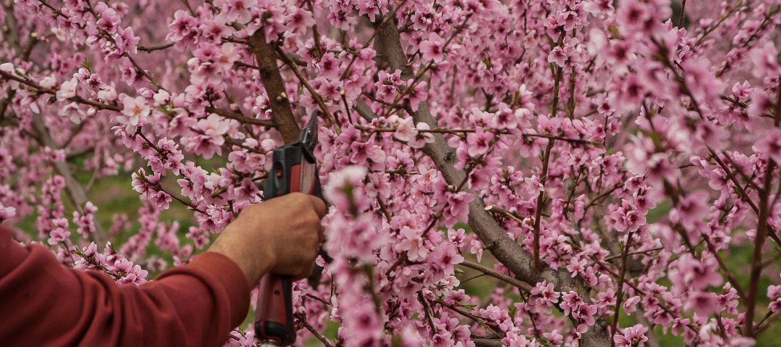 Fruit Trees: The Formative Pruning of a Maiden Tree