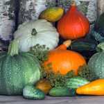 Sow and grow squashes, courgettes, pumpkins and other gourds: it's simple and now's the time!