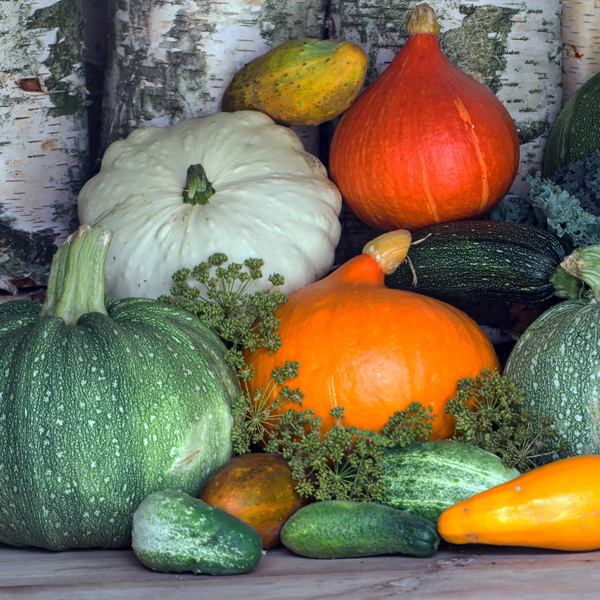 Sow and grow squashes, courgettes, pumpkins and other gourds: it's simple and now's the time!