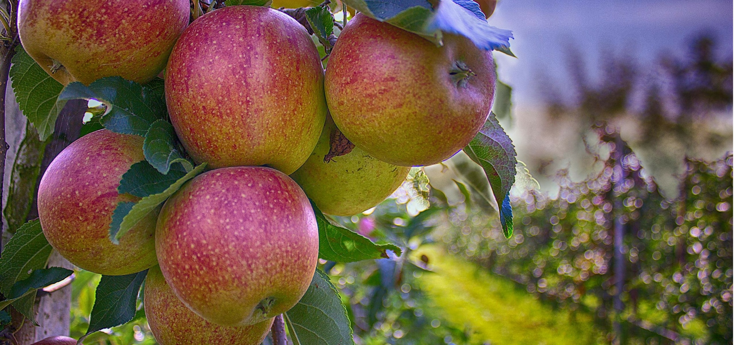 Creating an Orchard: How to Choose Your Fruit Trees Wisely