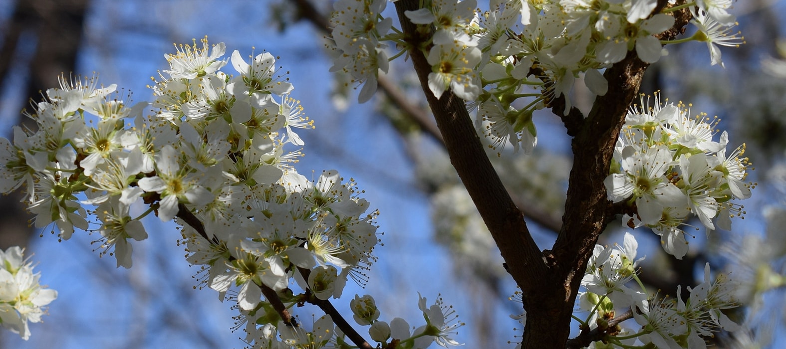 Maintenance and pruning of standard fruit trees
