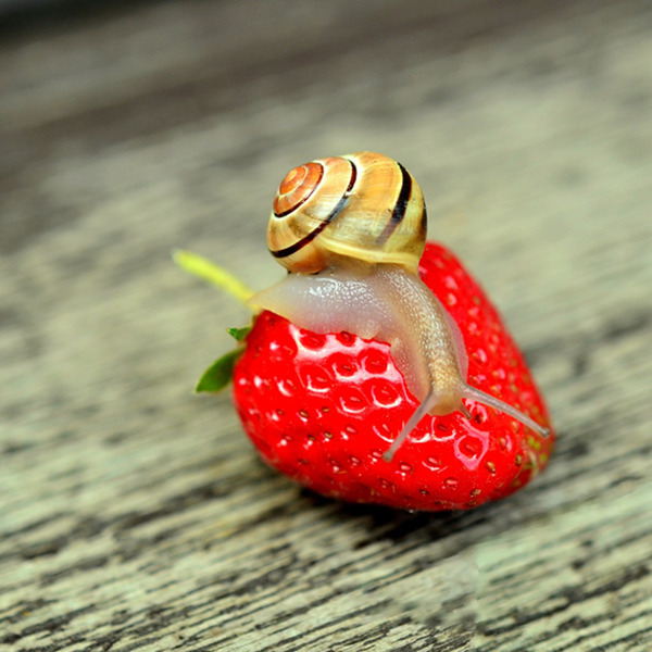 Strawberries in the vegetable patch: put a stop to pilfering!