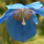 How to grow Himalayan blue poppy successfully?
