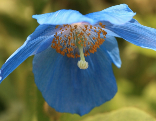 How to grow Himalayan blue poppy successfully?