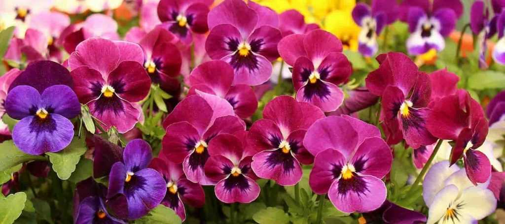 Planting biennials as plug plants