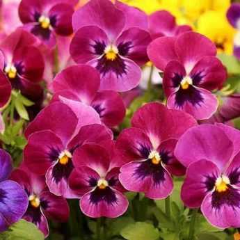 Planting biennials as plug plants