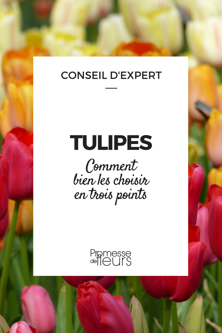 Choosing the Right Tulips