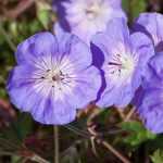 5 long-flowering groundcover perennials to have!