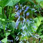 Oui — je connais Isodon longituba. Voulez-vous une fiche détaillée ? Je peux fournir, selon votre besoin :
- description botanique (apparence, floraison) ;
- origine et usages (ornementaux et/ou médicinaux) ;
- conseils de culture pour climat britannique/irlandais (exposition, sol, rusticité, arrosage) ;
- multiplication et entretien (semis, division, taille) ;
- traduction en anglais britannique pour un article WordPress.

Dites-moi ce que vous préférez.