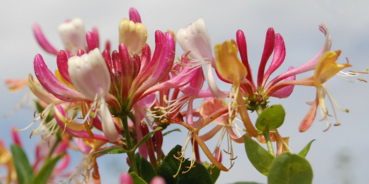 Lonicera periclymenum Chic et Choc - Common Honeysuckle