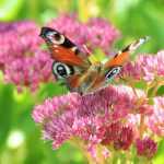 Sedum or Stonecrop: How to Plant, Grow and Propagate Them