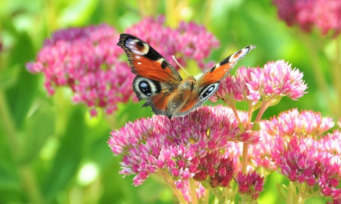 Sedum or Stonecrop: How to Plant, Grow and Propagate Them