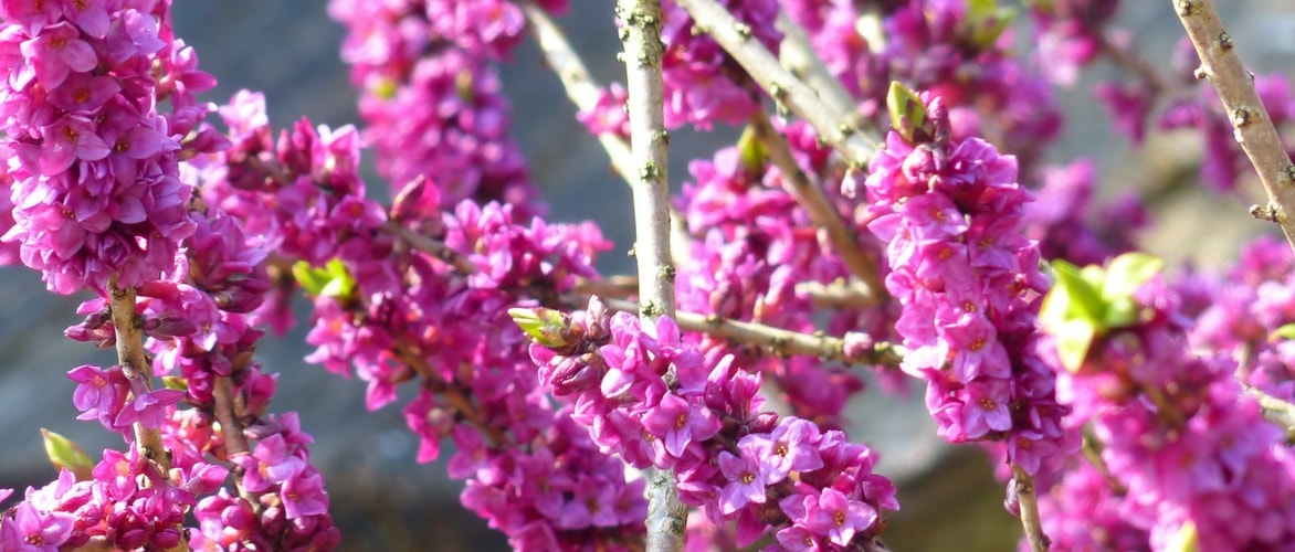 Daphne: How to Plant, Grow and Care for It