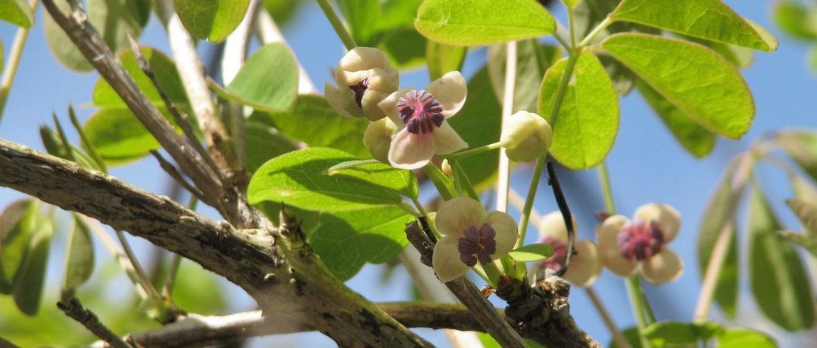 Akebia: planting, pruning and maintaining