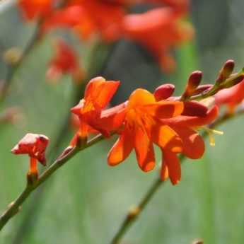 Crocosmia or Montbretia: 9 Planting Combination Ideas