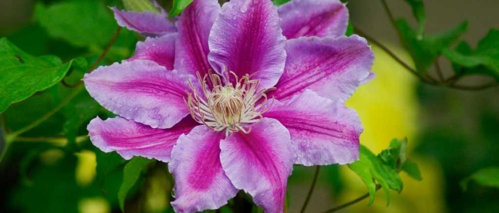 Clematis: Which variety to choose?