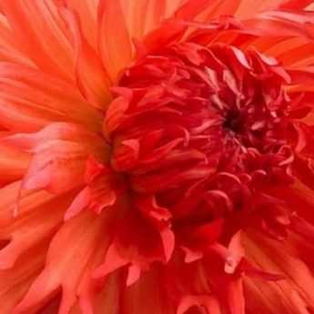 Growing Dahlias Successfully