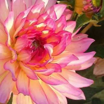 How to grow beautiful dahlias?