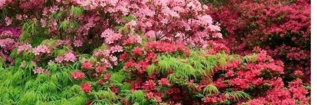 Rhododendron: 9 Successful Planting Combinations
