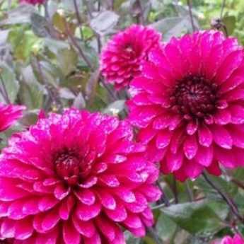 Planting Dahlias