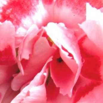 Eyelets: which are the most fragrant?