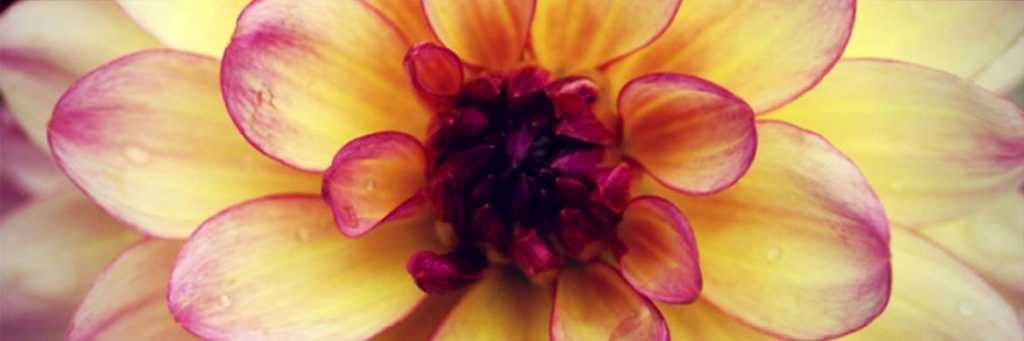 Dwarf Dahlias: What Are the Best Varieties?