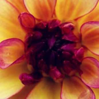 Dwarf Dahlias: What Are the Best Varieties?
