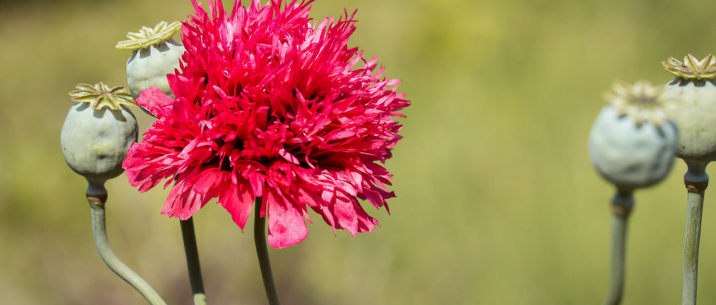Oriental Poppies: 8 Garden Pairing Ideas