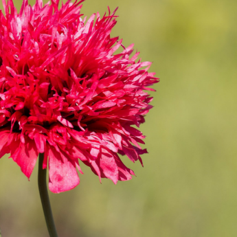 Oriental poppies: 8 companion planting ideas for the garden