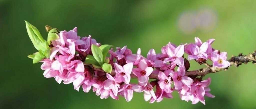 Daphne: How to Care for It?
