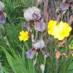 The modern iris, a prolific perennial but not so easy