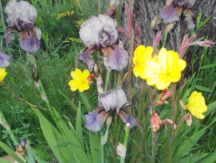 The modern iris, a prolific perennial but not so easy