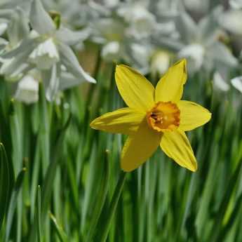 Which daffodil or narcissus to choose?