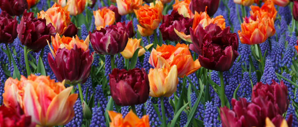 Muscari: 8 beautiful pairing ideas
