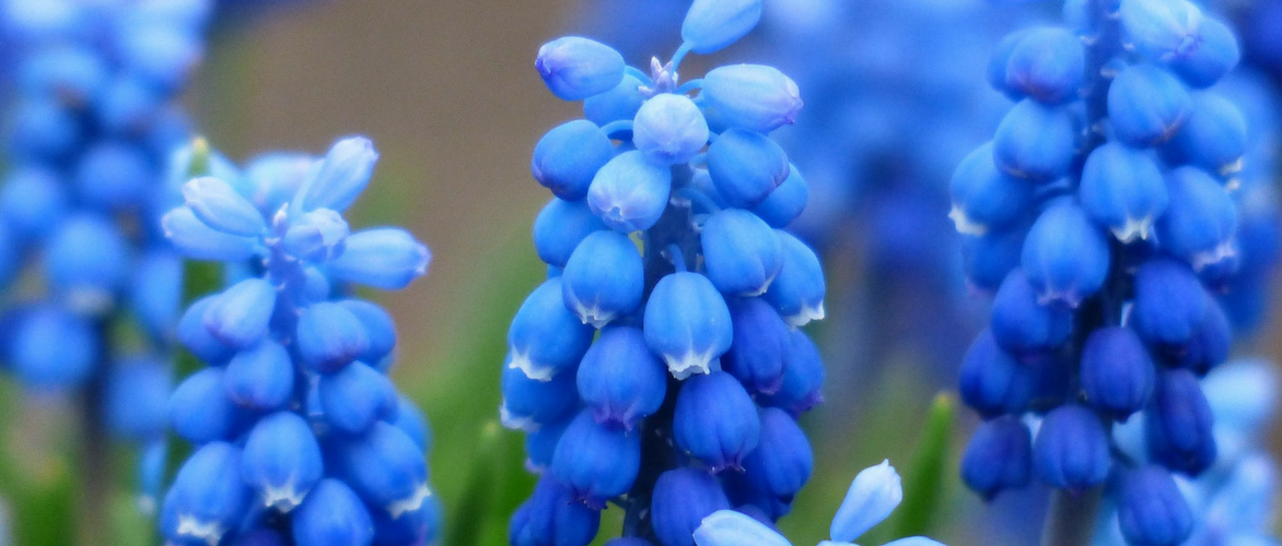 Muscari: planting, growing advice and maintenance
