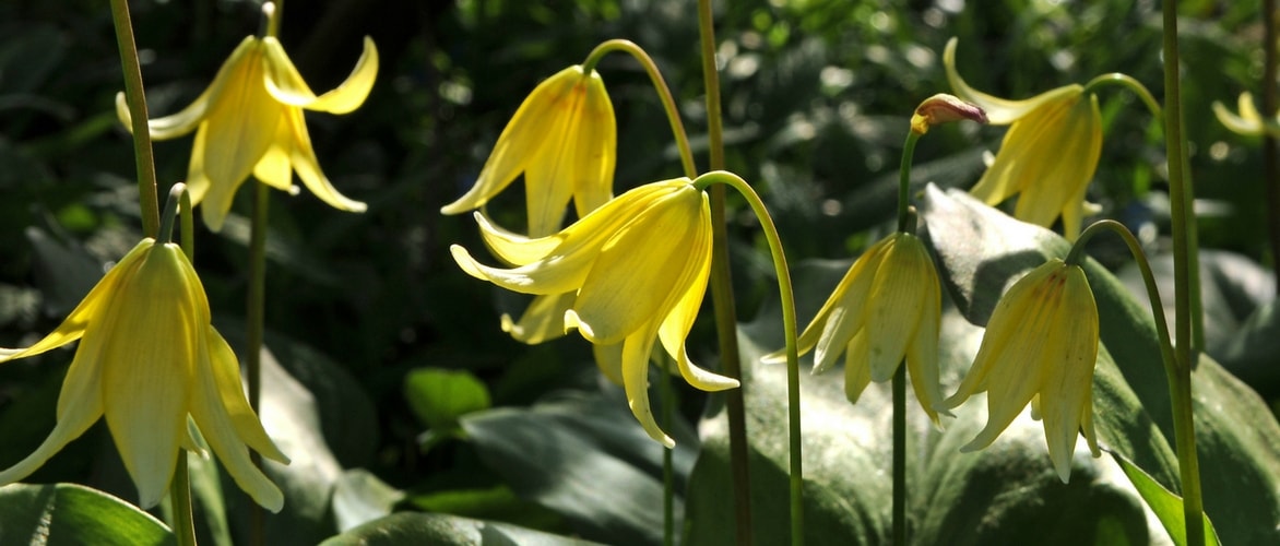 Erythronium : to grow