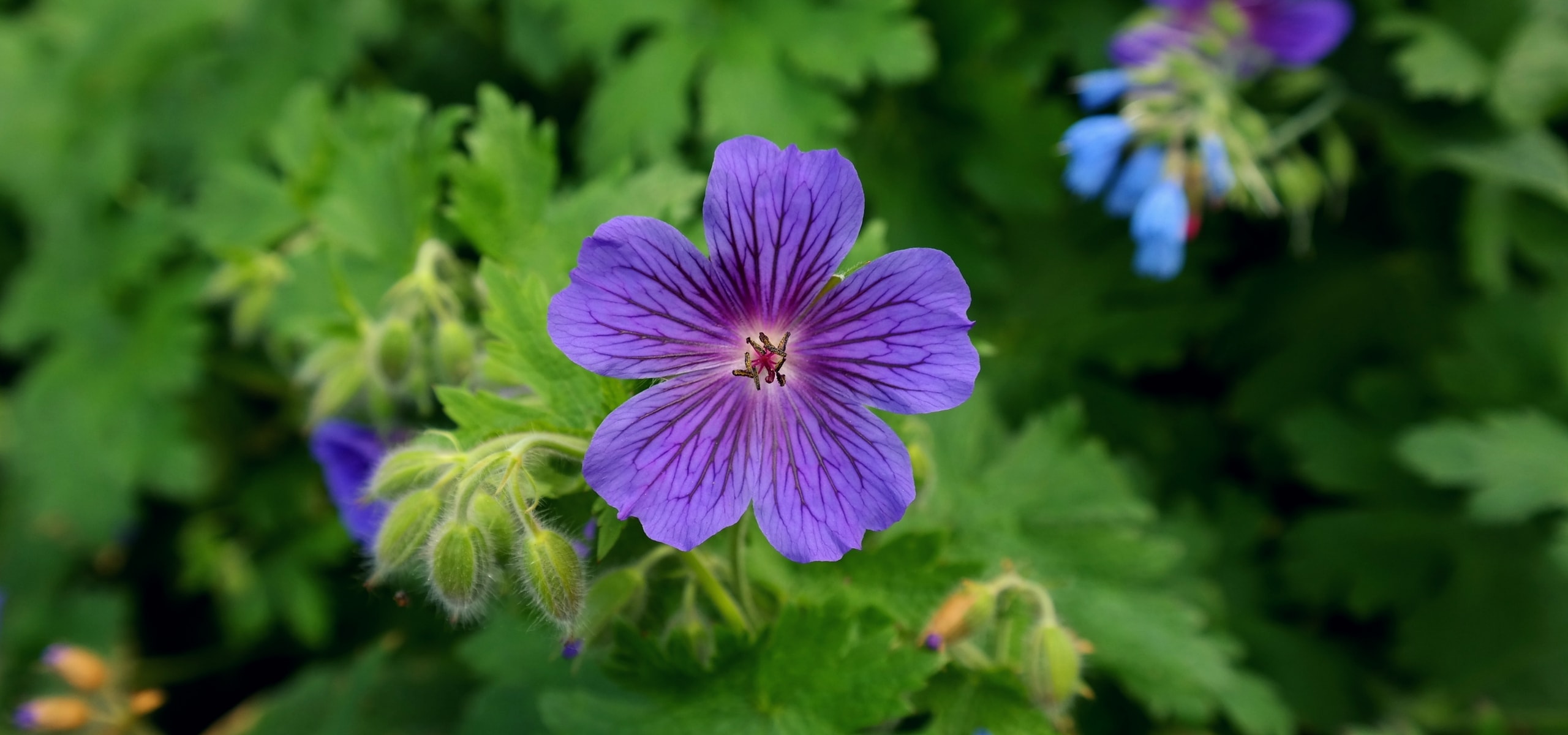 Perennial Geraniums: How to Divide Them?