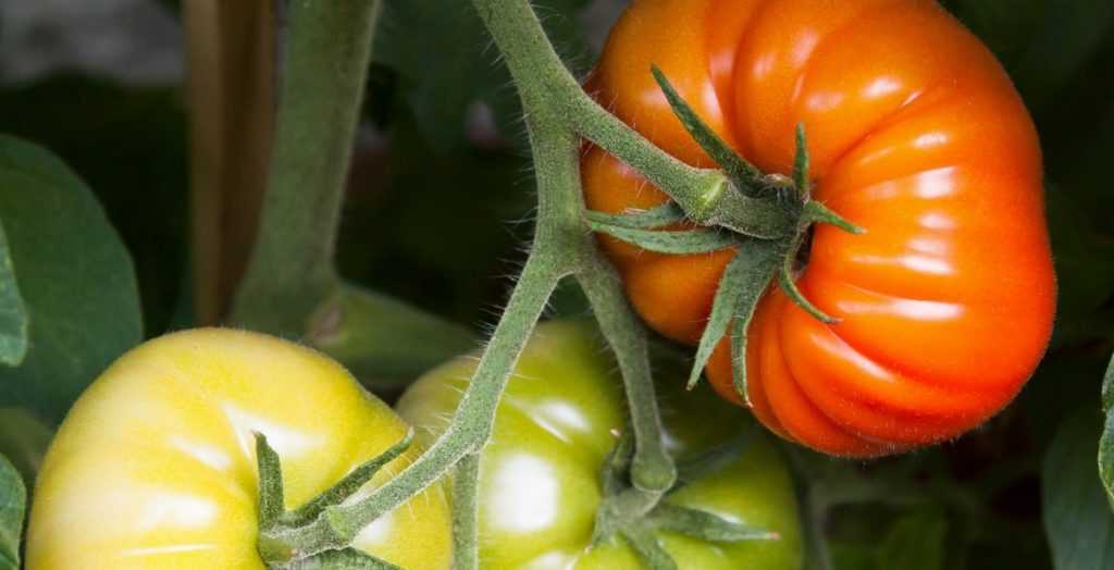 Watering Tomatoes: How to Do It?