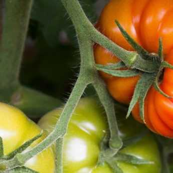 Watering Tomatoes: How to Do It?