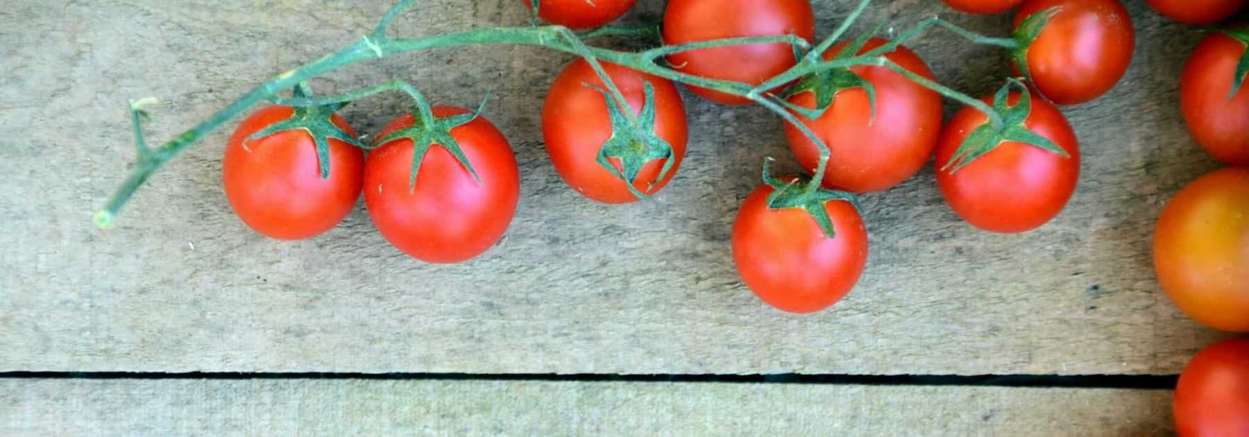 Tomato: Blight, Other Diseases and Pests