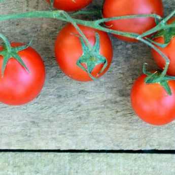 Tomato: Blight, Other Diseases and Pests