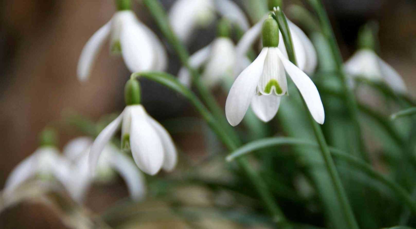 Snowdrop, Galanthus nivalis : planting and care