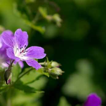 The best hardy geraniums