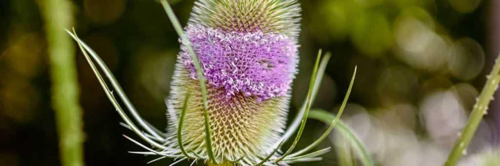 Biennial Plants: Everything You've Always Wanted to Know!